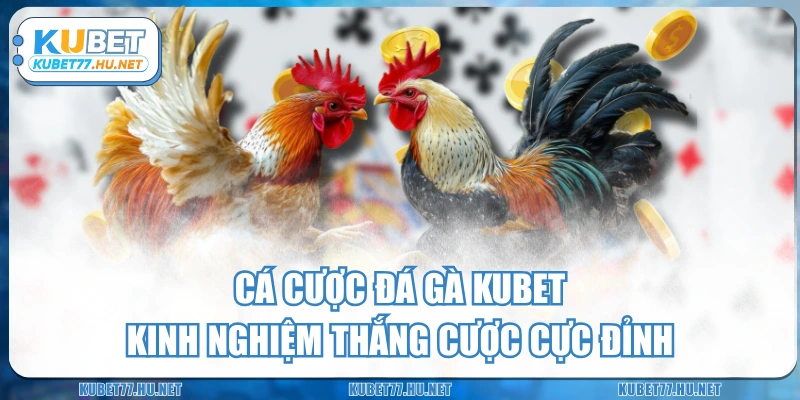 Cá Cược Đá Gà KUBET – Kinh Nghiệm Thắng Cược Cực Đỉnh