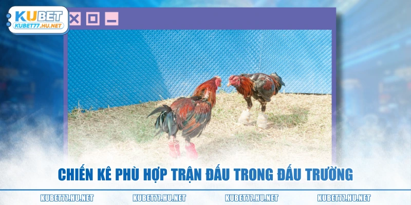 Chiến kê phù hợp trận đấu trong đấu trường