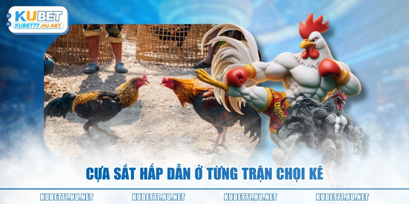 Cựa sắt hấp dẫn ở từng trận chọi kê