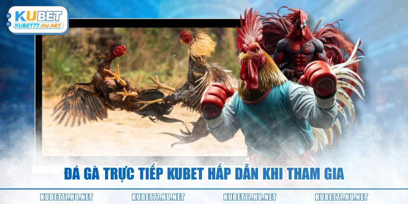 Đá gà trực tiếp KUBET hấp dẫn khi tham gia
