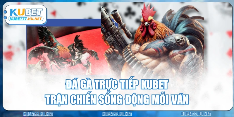 Đá Gà Trực Tiếp KUBET – Trận Chiến Sống Động Mỗi Ván