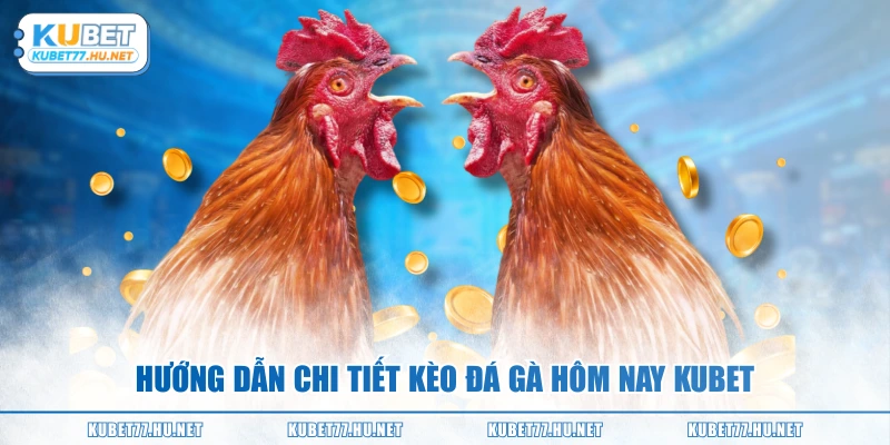 Hướng dẫn chi tiết kèo đá gà hôm nay KUBET