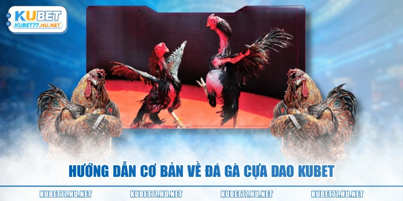 Hướng dẫn cơ bản về đá gà cựa dao KUBET