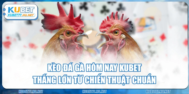 Kèo Đá Gà Hôm Nay KUBET - Thắng Lớn Từ Chiến Thuật Chuẩn