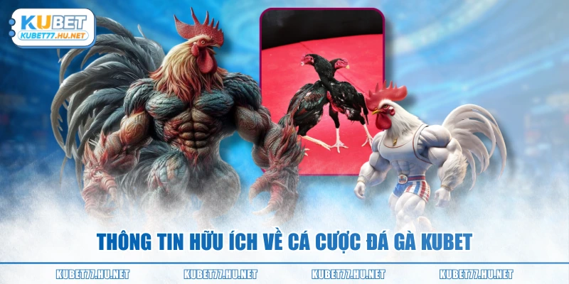 Thông tin hữu ích về cá cược đá gà KUBET